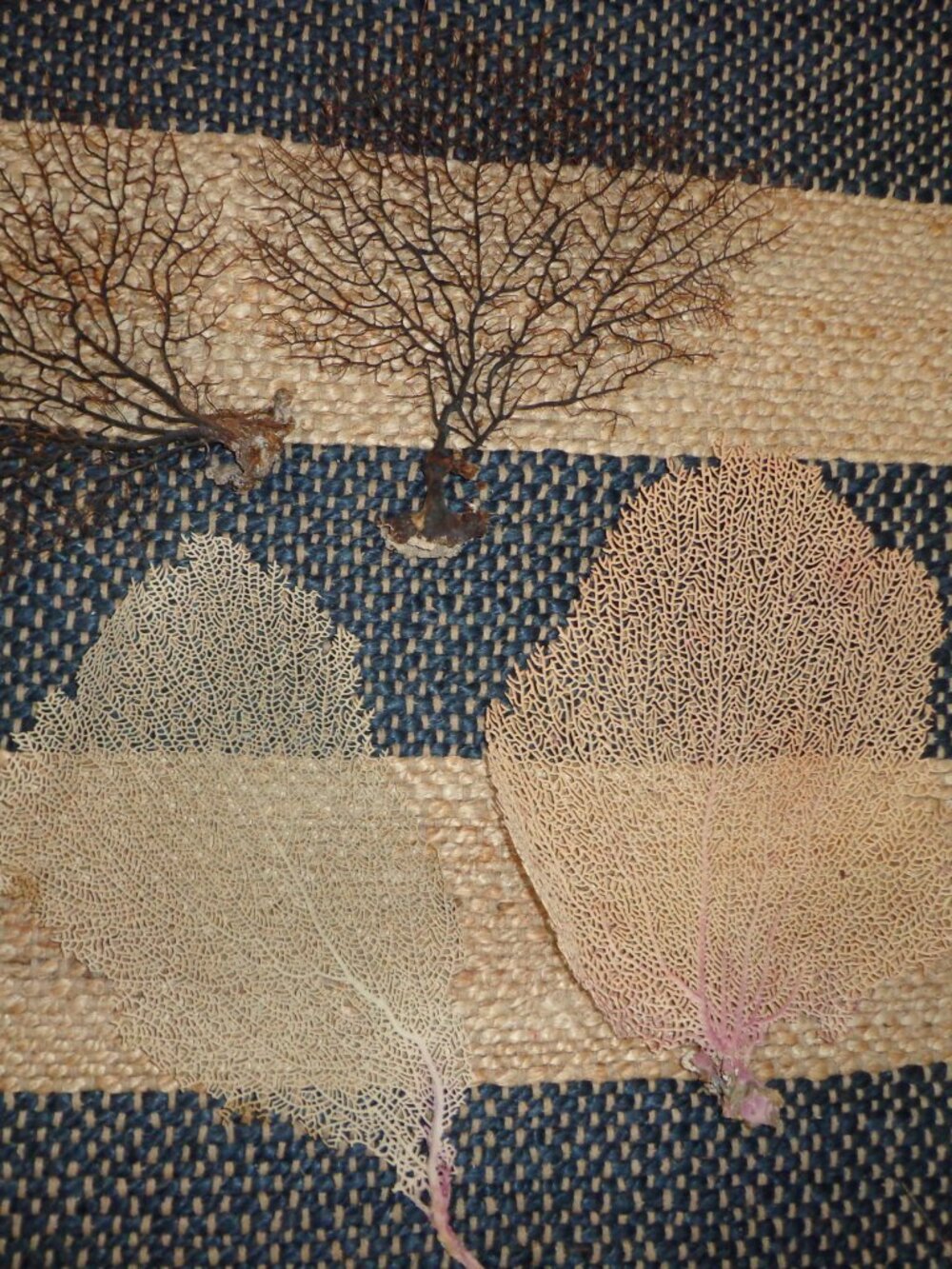Lot of 4 Sea Fans Authentic/Real 2 Black 2 natural Nature's Beauty